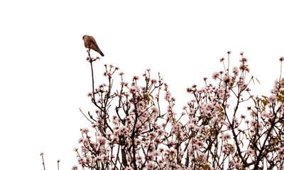 kestrel  on an almond tree