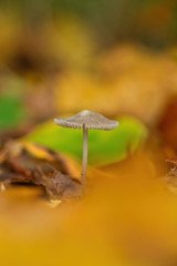little white mushroom is standing in the forest in autumn between colourful golden leaves
