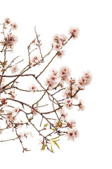 Horticulture of Gran Canaria - almond blossoms