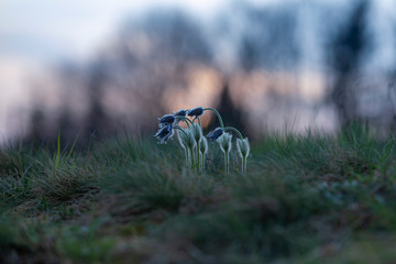 Pulsatilla grandis - Beautiful pasque flower in a meadow at sunset.