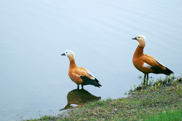 Two red duck with a white head stands in the water. Summer is a warm day, blue water. Bird cleans feathers. Tadorna Ferruginea. Looks into the distance.
