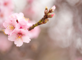 Horticulture of Gran Canaria - almond blossoms