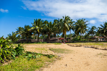 Fototapeta na wymiar Palm Trees close to a beach and fisher village in Madagascar close to Mananjary
