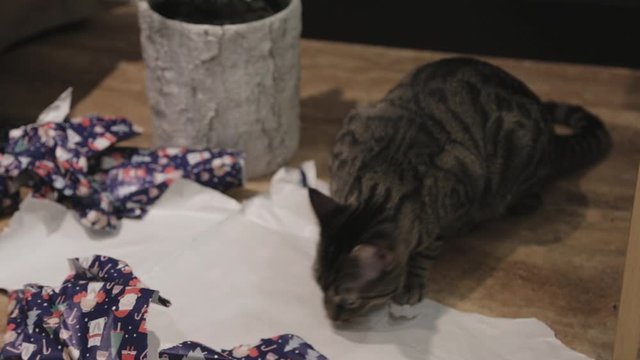 Cat Playing A Ripped Gift Wrap - Close Up Shot