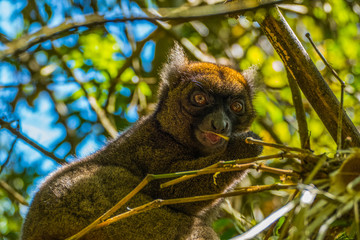 The bamboo or gentle lemur (Hapalemur aureus) in Madagascars Ranomafana National Park