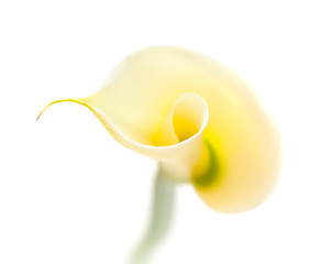 single unopened calla lily