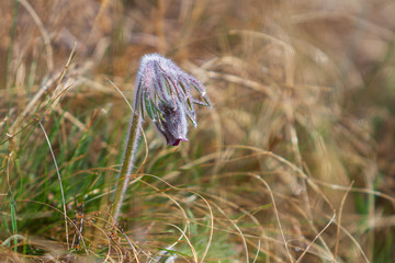 Pulsatilla grandis - Beautiful pasque flower in a meadow at sunset. Photo of an old lens, with beautiful bokeh.