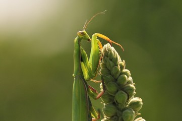 Mantis Religiosa Portrait