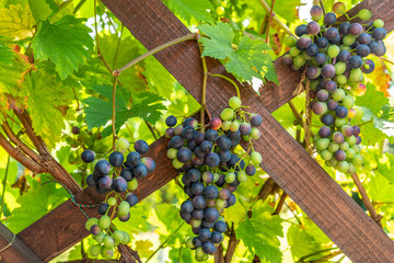 Many Grapevines on a wooden structure in a garden © Jens Rother