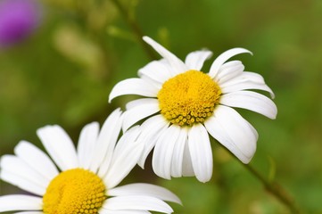 Obraz premium Oxeye Daisy (Leucanthemum vulgare).