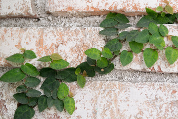 green twig of a climbing plant on a brick wall background
