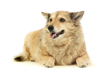 Studio shot of an adorable mixed breed dog