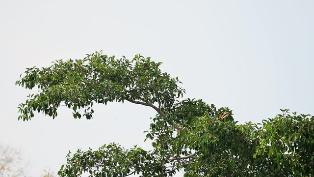 Great Hornbill, Buceros bicornis; head jutting out as it tosses a fruit to swallow, moves up and flies away.