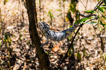 Common chameleon (Chamaeleo chamaeleon) of Madagascar