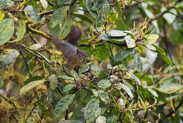 Obraz premium Northern Amazon Red Squirrel - Sciurus igniventris, beautiful squirrel from South America forests, eastern Andean slopes, San Isidro lodge, Ecuador.