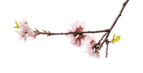 Horticulture of Gran Canaria - almond blossoms