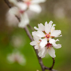 almond blossom background