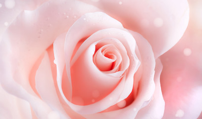 Fototapeta na wymiar Pink rose flower beauty macro. Beautiful single pink-red roses detail with water drops.