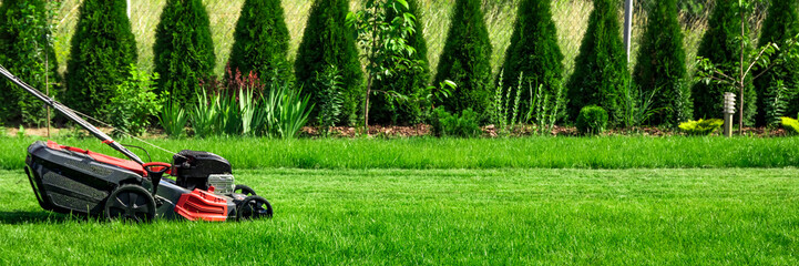 Lawn mower cutting green grass in backyard, mowing lawn, green thuja trees on background - obrazy, fototapety, plakaty