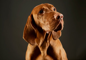 Portrait of an adorable magyar vizsla