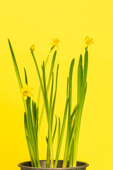 Fototapeta na wymiar yellow daffodils in a flowerpot against a yellow background