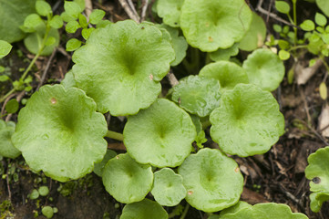 Umbilicus rupestris Navelwort plant green leaves leaves growing on the stone walls in the wet...