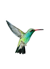 draw of colibri
