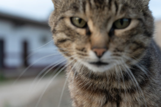 Portrait of a homeless cat not sharp. Defocused image. Cat face close up