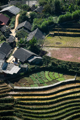 Reisfelder in Sapa in Nordvietnam im Herbst