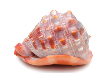 Large clam shell of red-brown color, side view on an isolated background.
