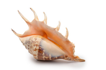 A large mollusk shell of sand color with needles, side view on an isolated background.