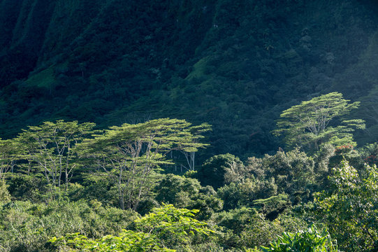 Tall albizia trees are an invasive species of weed in Hawaii and here lit against the darker slopes of the mountain