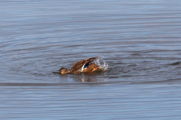 Mallard ducks on a pond