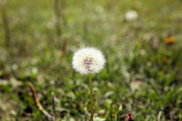 Dandelion fluff on green grass background. Dandelion on a background of green grass. Beautiful blurred bokeh . Close-up view of dandelion on grass with place for the text .