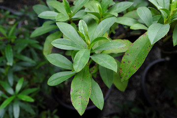 Hibbertia tetrandra (2019)