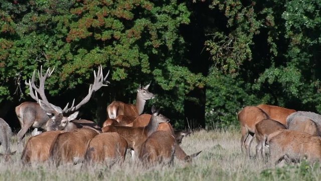 Red deer (Cervus elaphus) stag with big antlers testing females in heat by flicking tongue in large herd in grassland during the rut in autumn