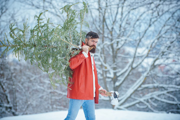 Bearded Man cutting Christmas tree. Bearded man with freshly cut down Christmas tree in forest. Young woodcutter winter portrait. Man with beard bears home a Christmas tree.