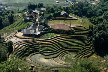 Reisfelder in Sapa in Nordvietnam im Herbst