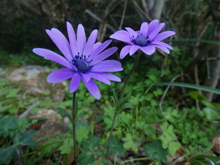 Obraz premium Fiore selvatico