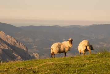 sheeps on a hilltop in urkiola natural park, spain