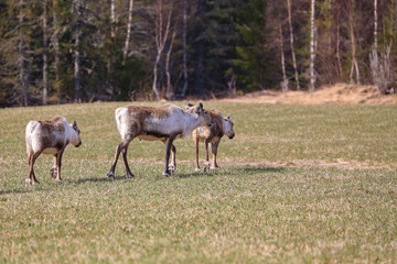 Reindeer on spring pasture in Tosbotn, Brønnøy municipality- Northern Norway