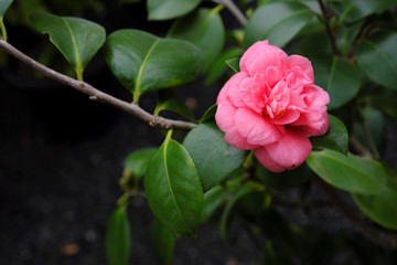 Camellia reticulata (2019)