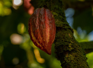 Close up of a cacao or chocolate bean pod growing on moss covered branch in Hawaii