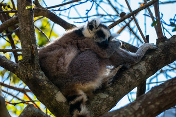 Ring-tailed lemur (Lemur catta / cata) on the island of Madagascar at the Isalo National Park
