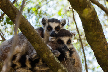 Ring-tailed lemur (Lemur catta / cata) on the island of Madagascar at the Isalo National Park