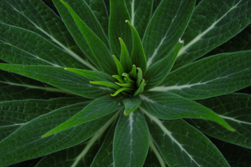 Echium candicans (2019)