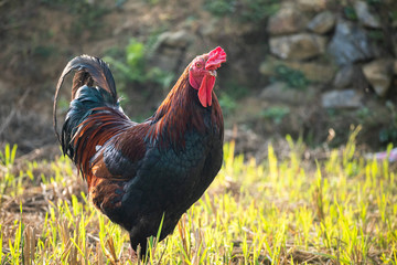 Hahn in vietnamesischen Reisfeld