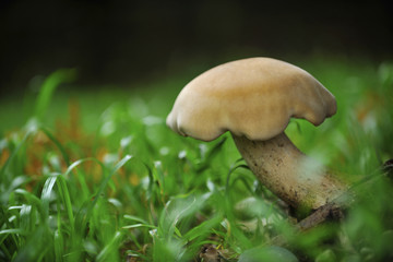 The portrait of food Coprinus comatus