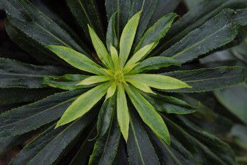 Isoplexis canariensis (2019)