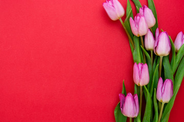 Pink or purple tulip flowers on red background. Top view with copy space. Valentine's day or mother's day concept.